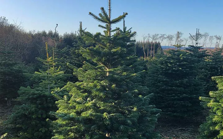 Fresh Scottish Premium Nordmann Fir Christmas Tree - 5FT